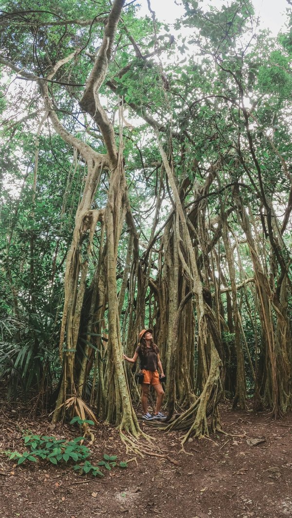 Comment organiser une croisière pour explorer la Grande Barrière de Corail, Australie?