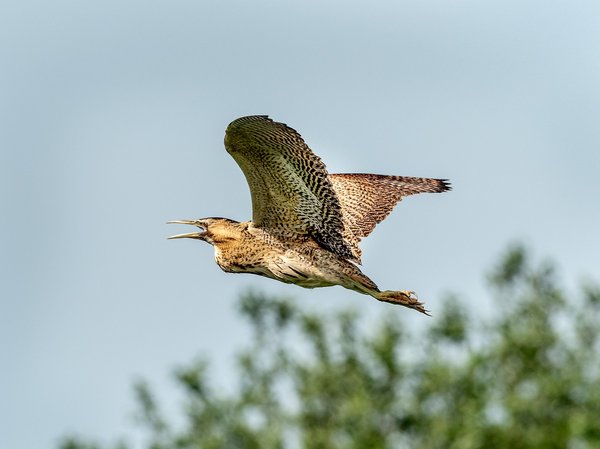 Où observer les oiseaux rares dans le parc national de Doñana, Espagne?